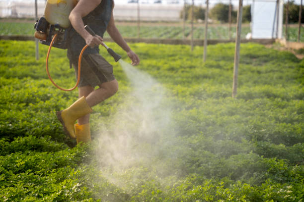 Best Pest Removal Services  in Haines City, FL