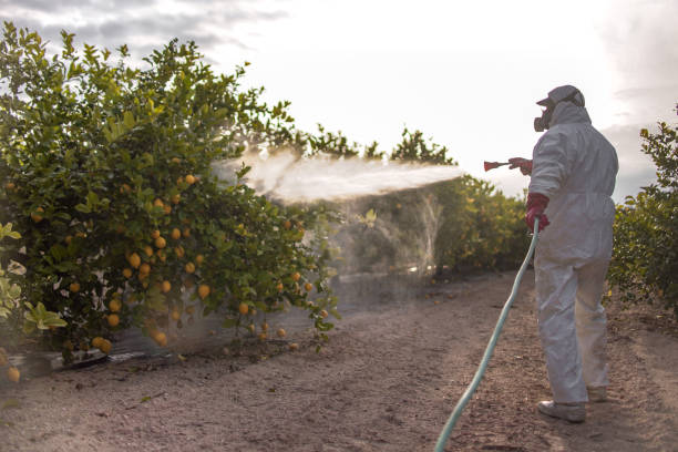 Best Spider Control Near Me  in Haines City, FL