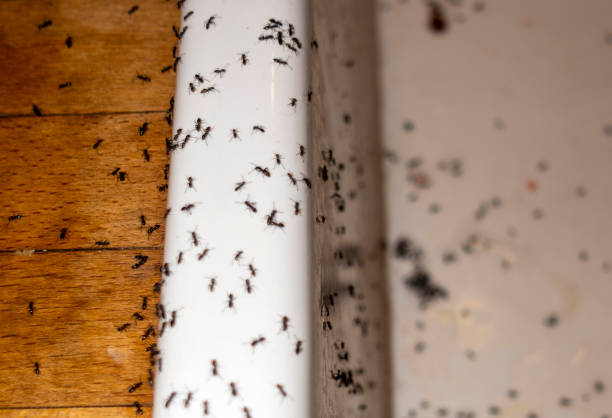 Best Exterminator Services  in Haines City, FL
